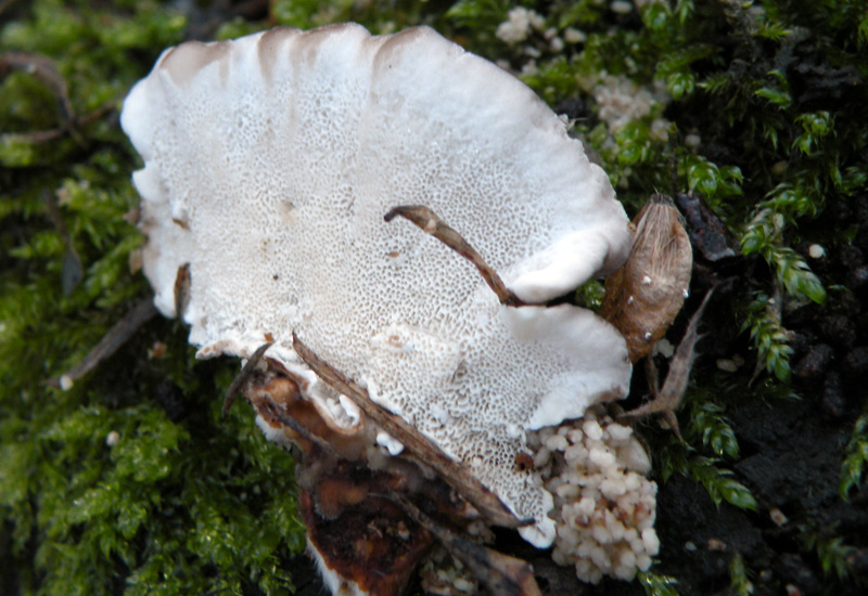 Aphyllophorales senza campioni